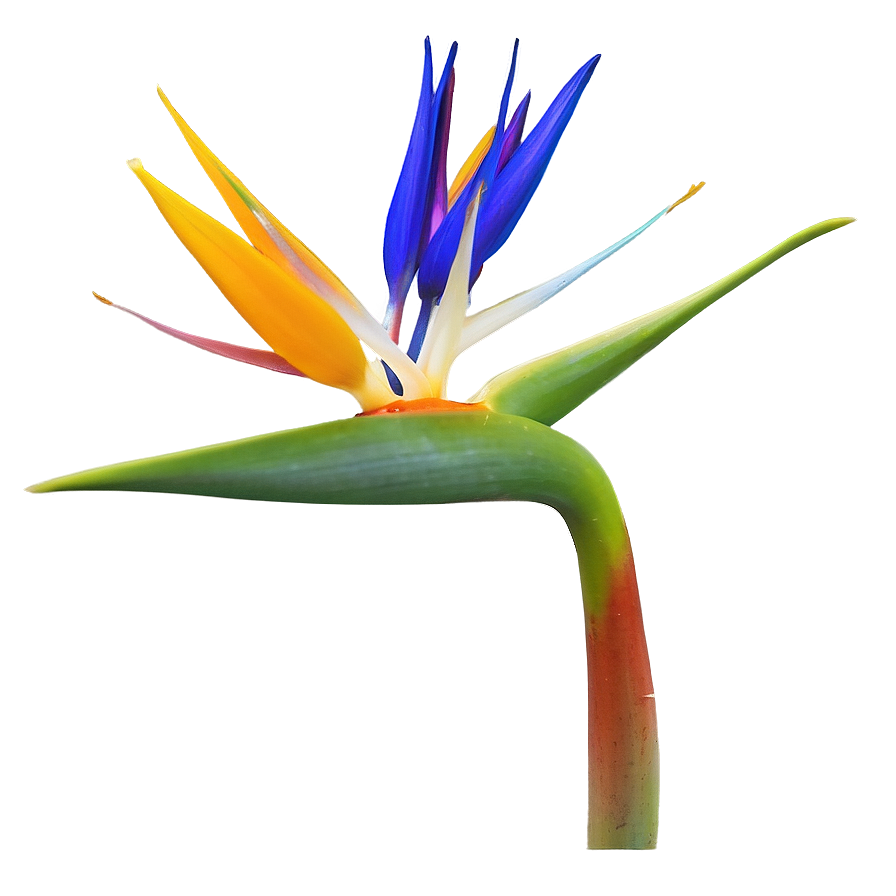 Bird Of Paradise In Bloom Png Uji10