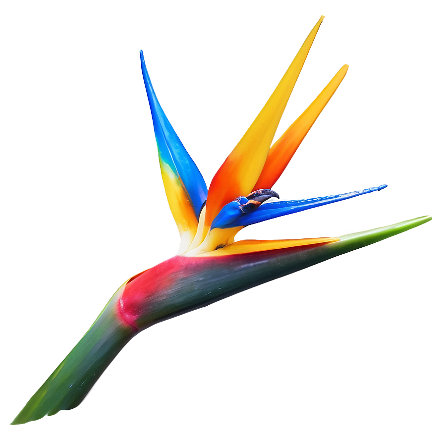 Bird Of Paradise Tattoo Design Png 06212024