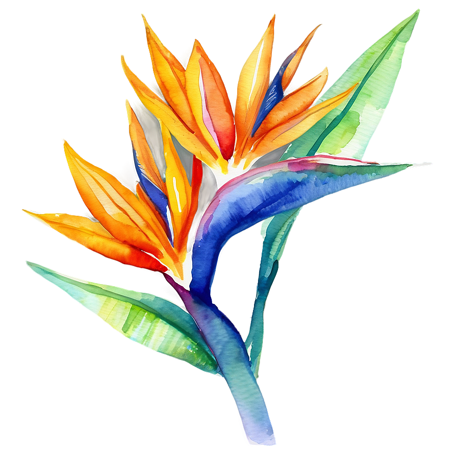 Bird Of Paradise Watercolor Png Aeg24