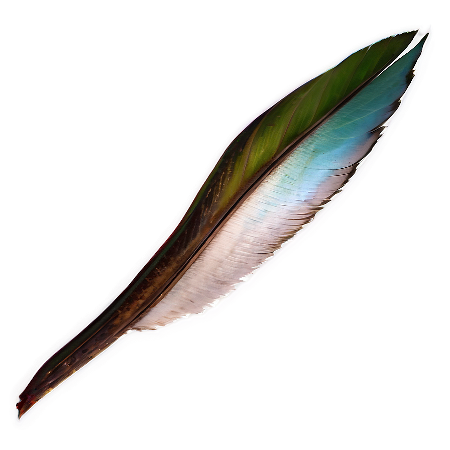 Bird Tail Png 37