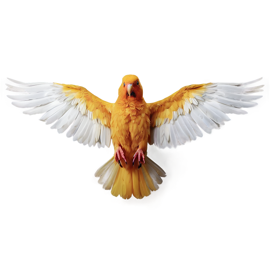 Bird Wings Spread Png Amp50