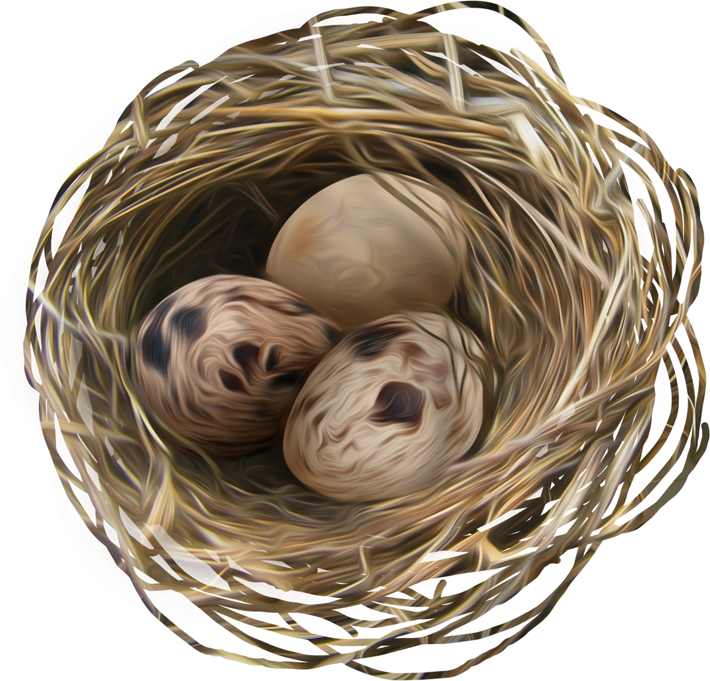 Birds Nestwith Eggs