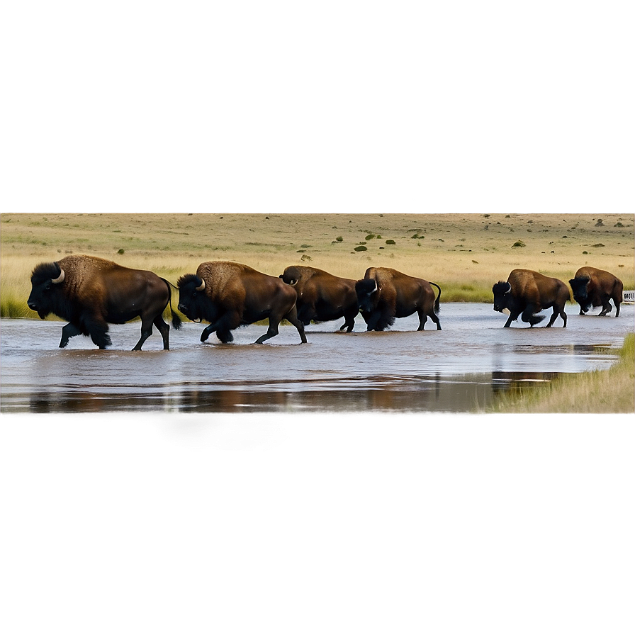 Bison Crossing River Png Vjd1