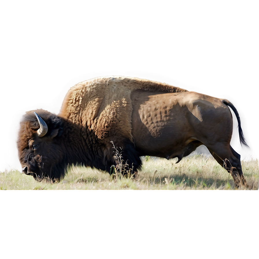 Bison Near Mountain Range Png Ntx