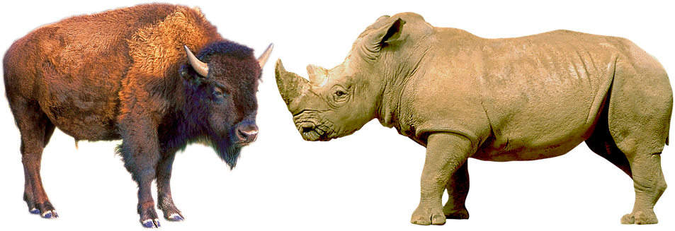 Bisonand Rhinoceros Sideby Side