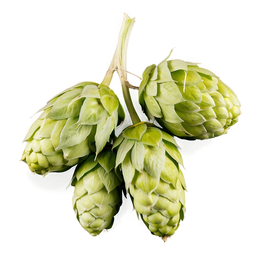 Bitter Hops Variety Png 21