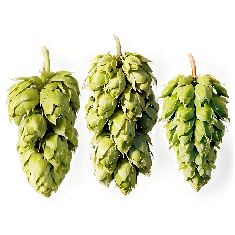 Bitter Hops Variety Png 56