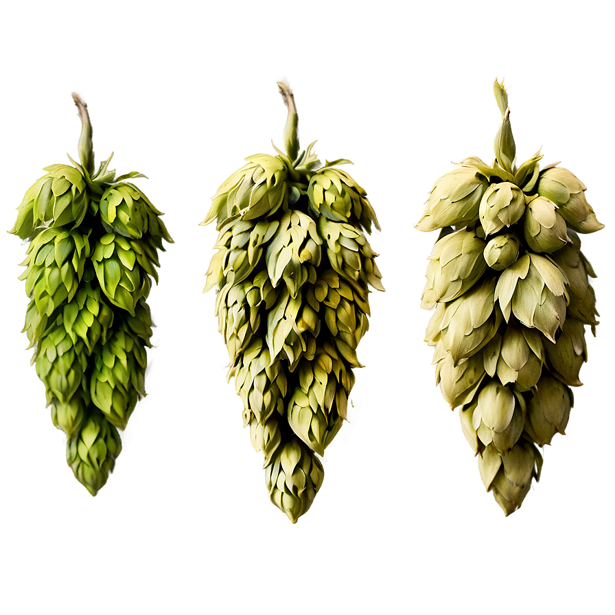 Bitter Hops Variety Png Tih