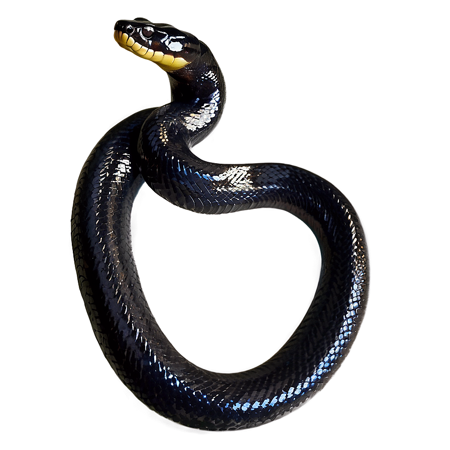 Black Anaconda Snake Png Wva1