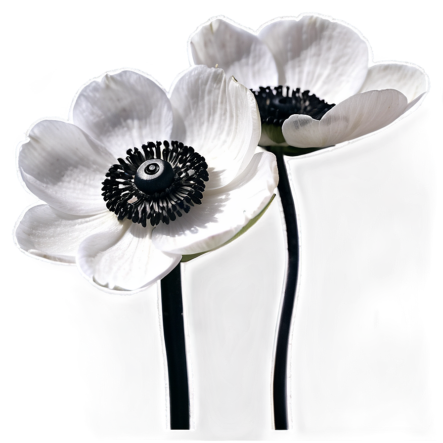 Black And White Anemone Png 31