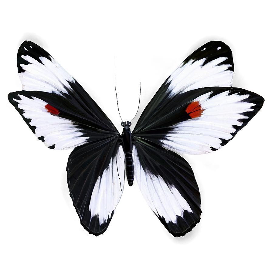 Black And White Butterflies Png Acl