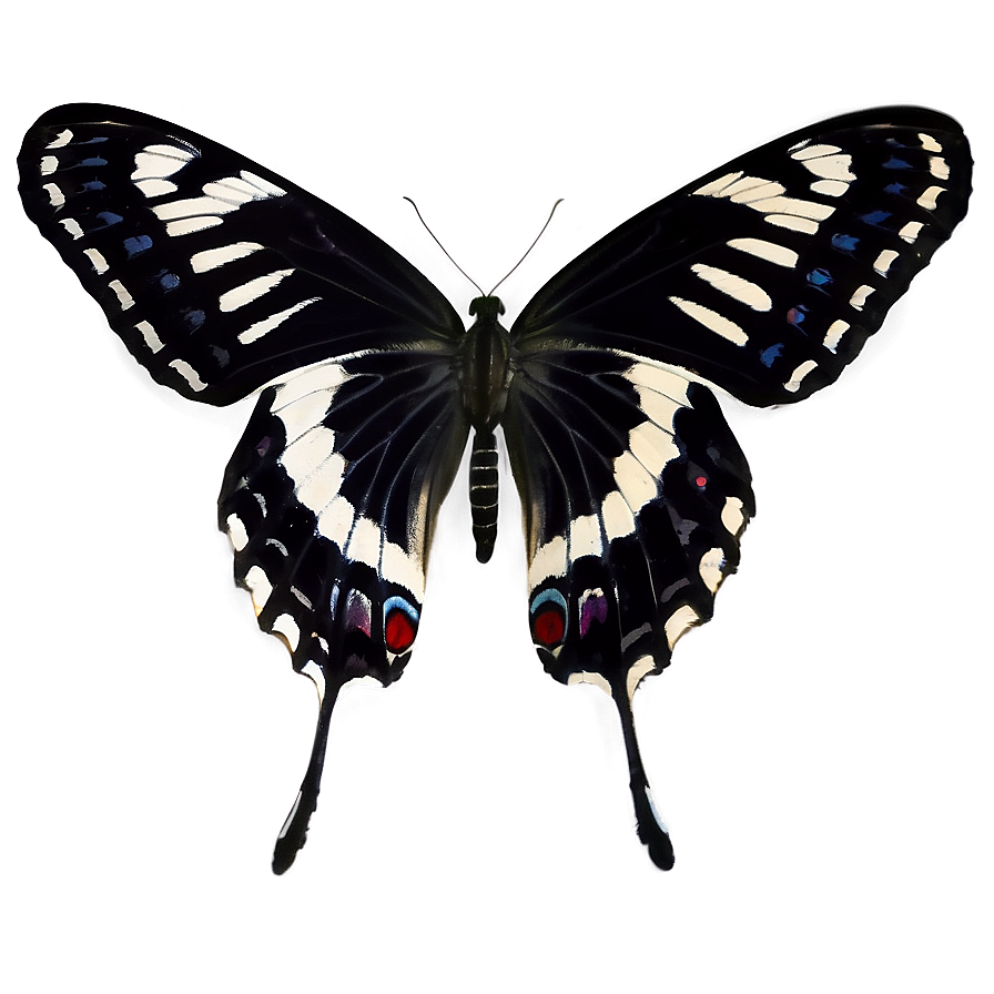 Black And White Butterfly Png Xlf