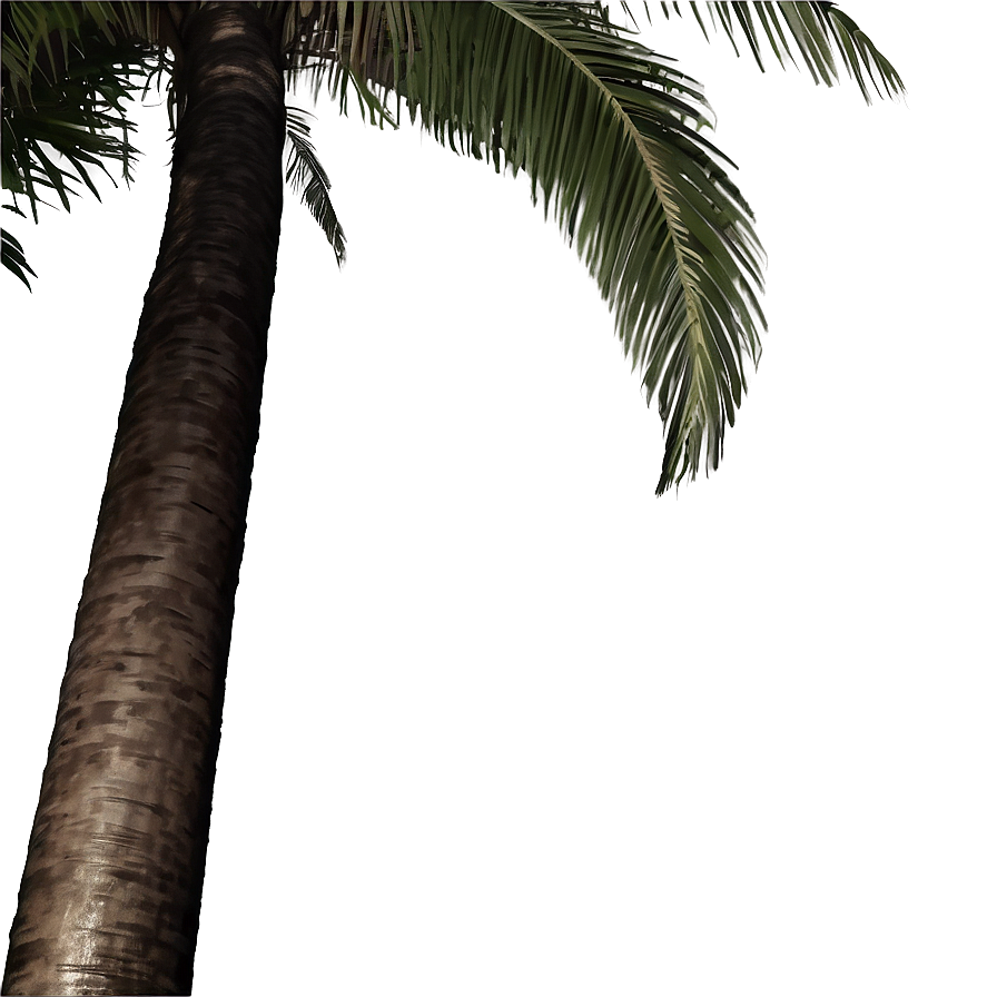 Black And White Coconut Tree Png 06202024