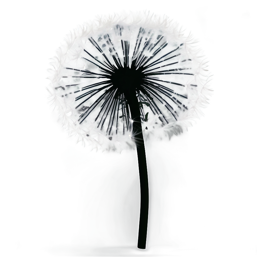 Black And White Dandelion Png Gms