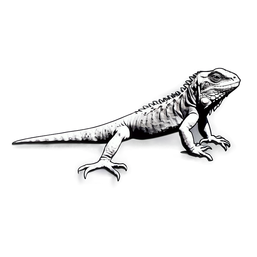 Black And White Iguana Png 06112024