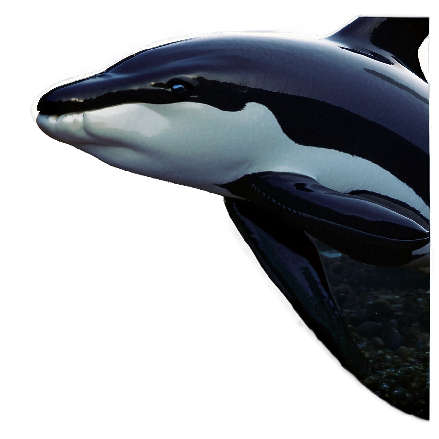 Black And White Orca Png Tih