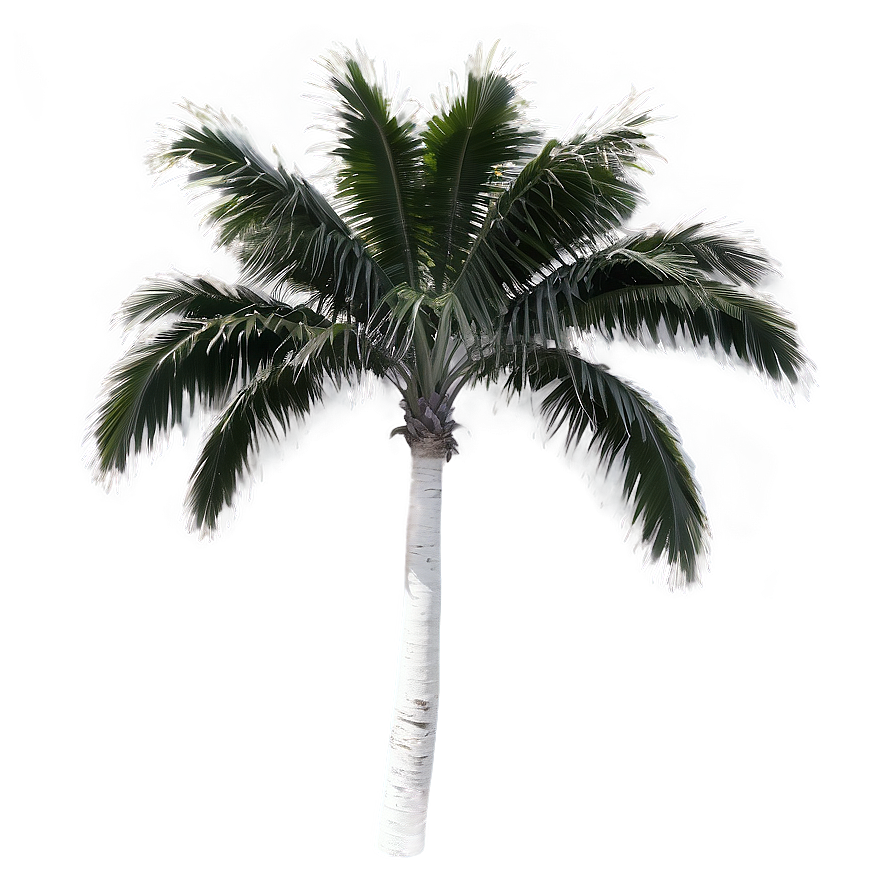 Black And White Palmera Png 06262024