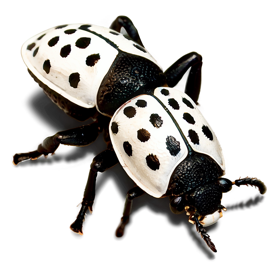 Black And White Weevil Png 22