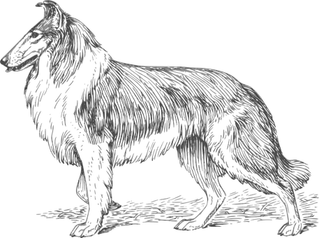 Black Background Dog Illustration