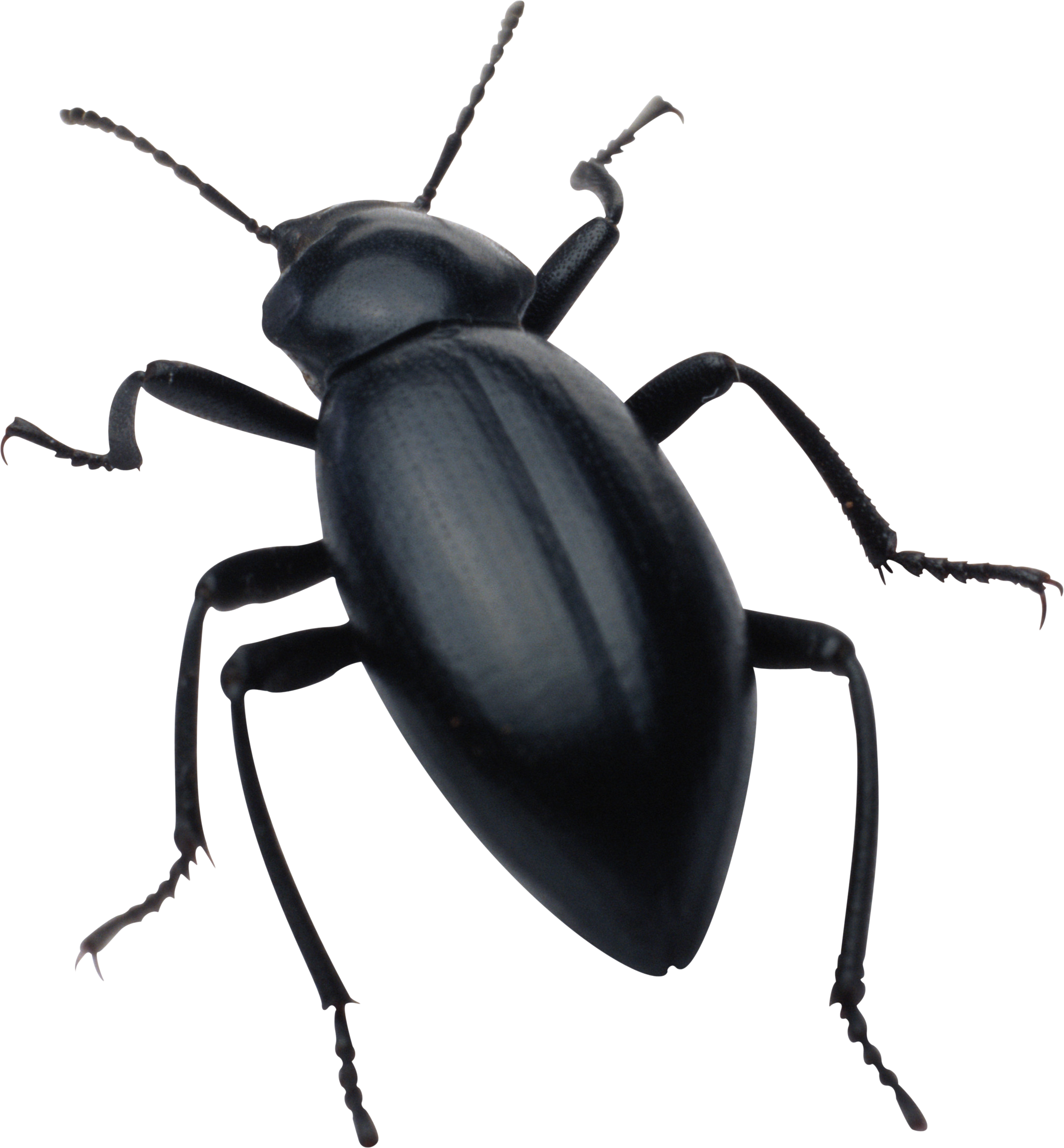 Black Beetle Isolatedon Transparent Background