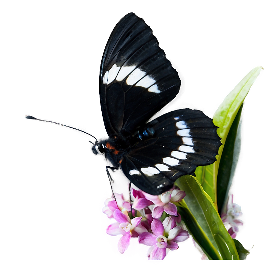 Black Butterfly In Nature Png 06252024