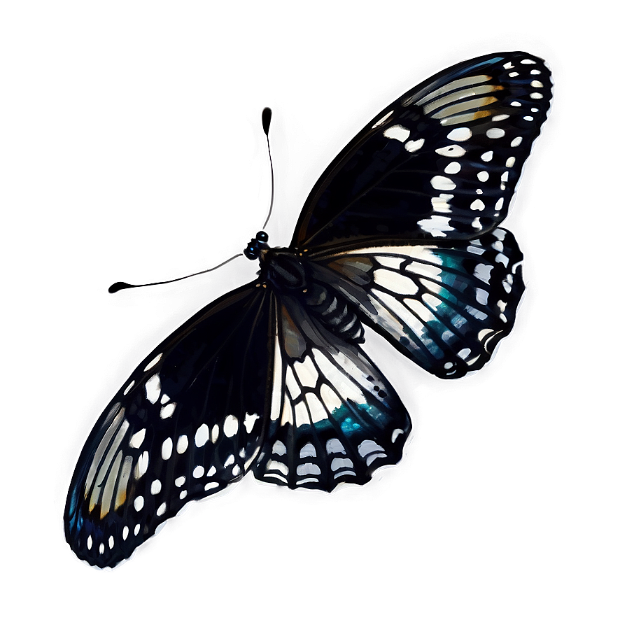 Black Butterfly On White Png 85