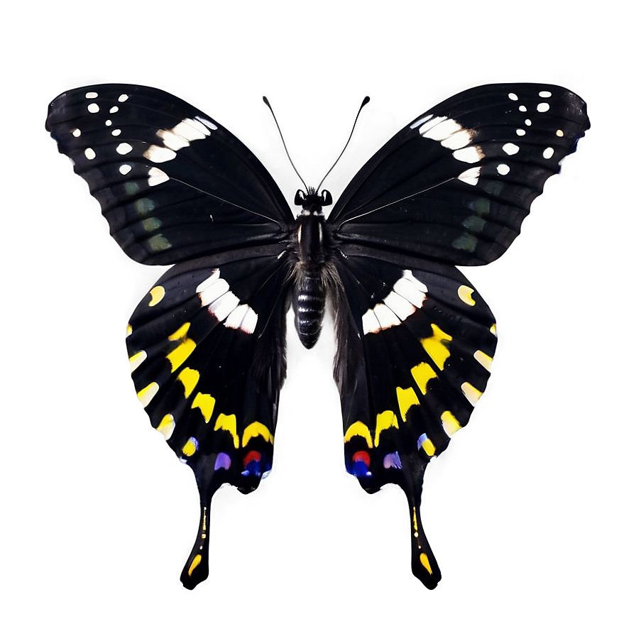 Black Butterfly Profile Png 36