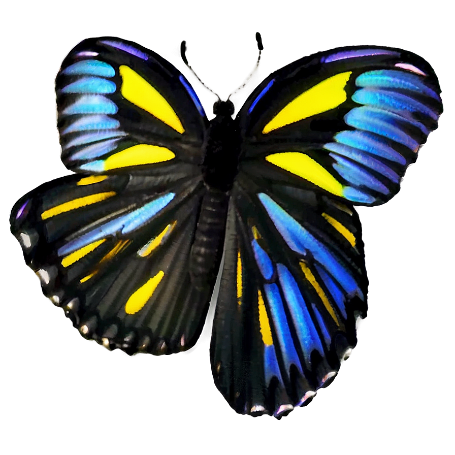 Black Butterfly Wing Detail Png 06252024