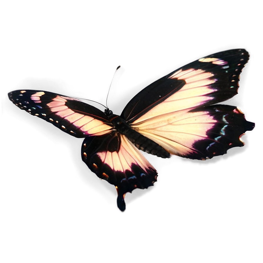 Black Butterfly With Transparent Background Png Dfe