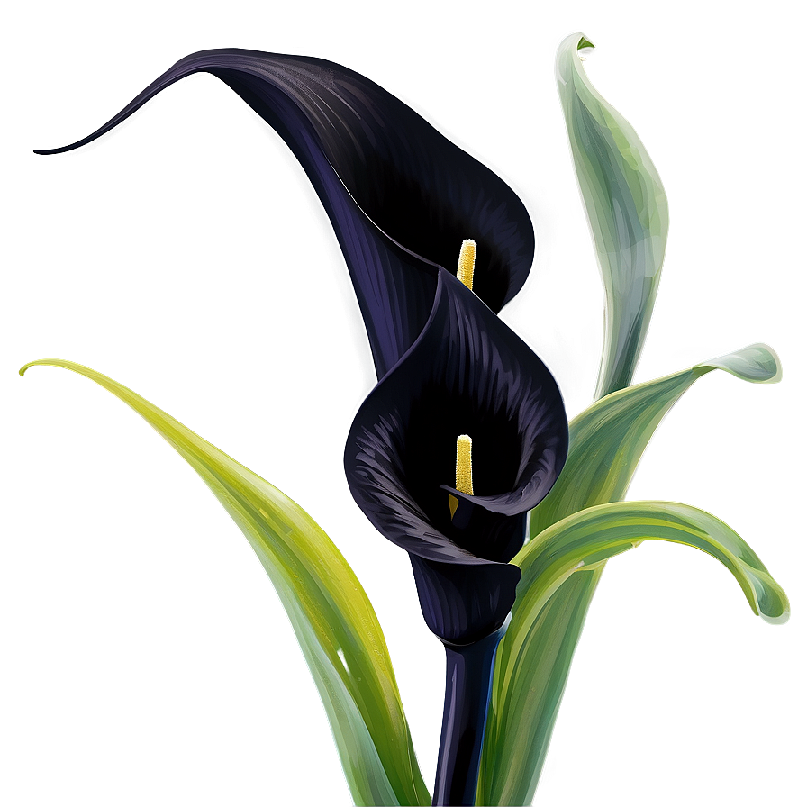 Black Calla Lily Png Ari