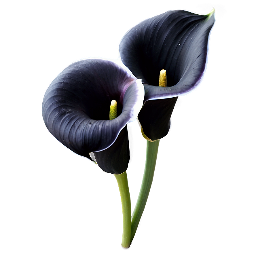 Black Calla Lily Png Eew