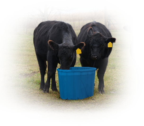 Black Calves Drinking From Blue Bucket