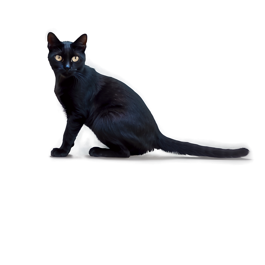 Black Cat Crouching Png 05232024