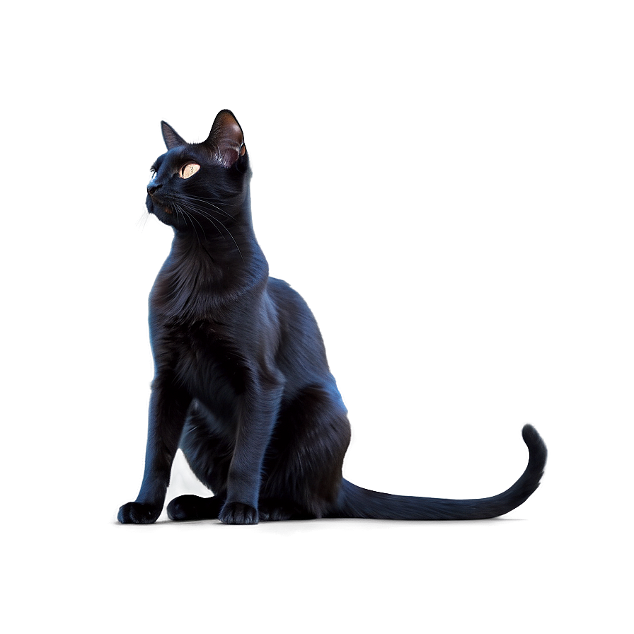 Black Cat Profile Png Hnt