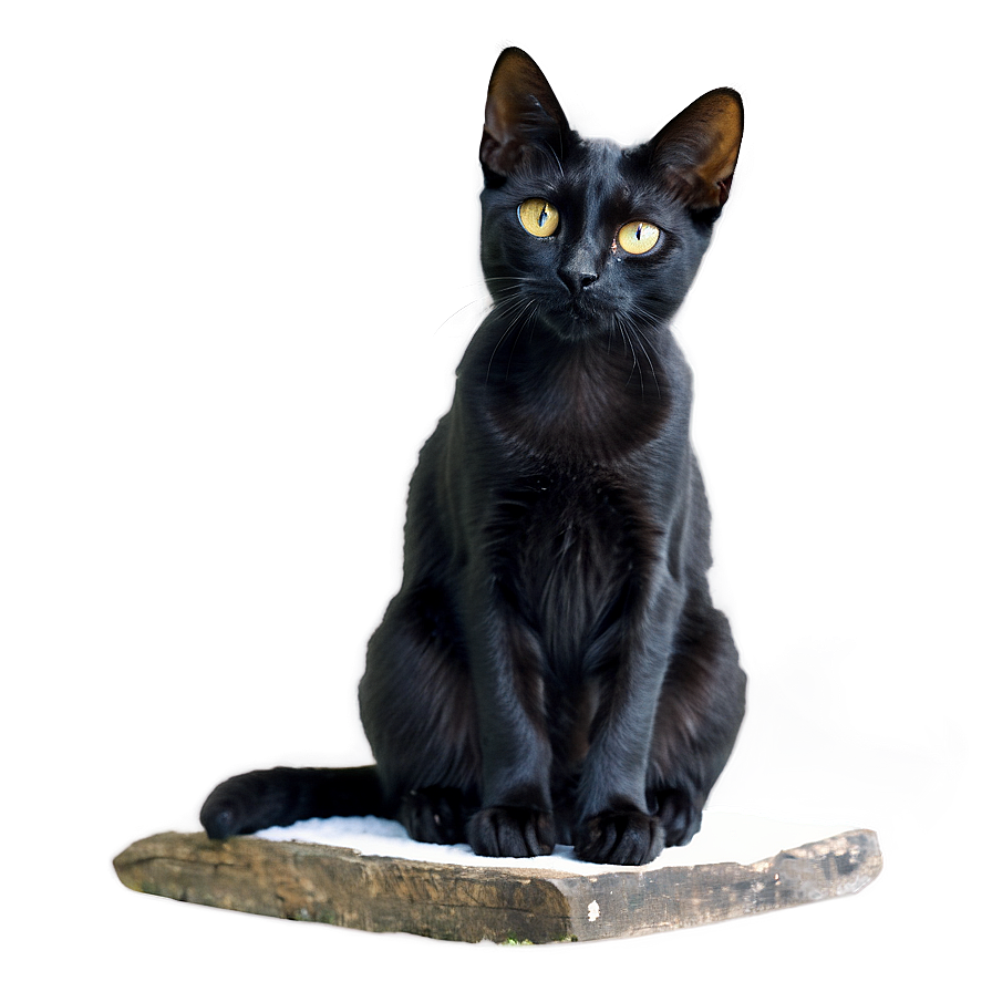 Black Cat Sitting Png Pee6