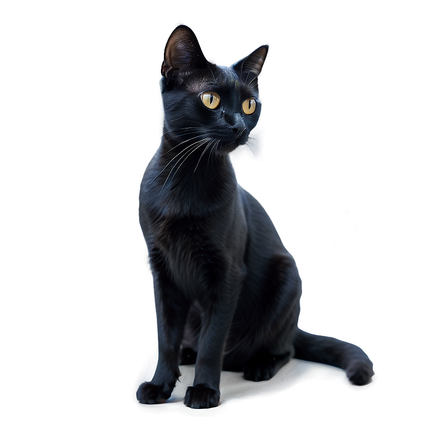 Black Cat With Stars Png 05232024