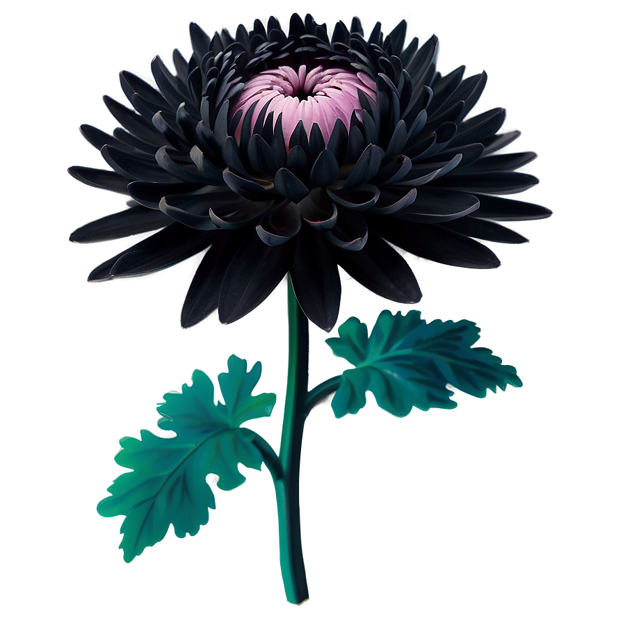 Black Chrysanthemum Mystery Png Edt4