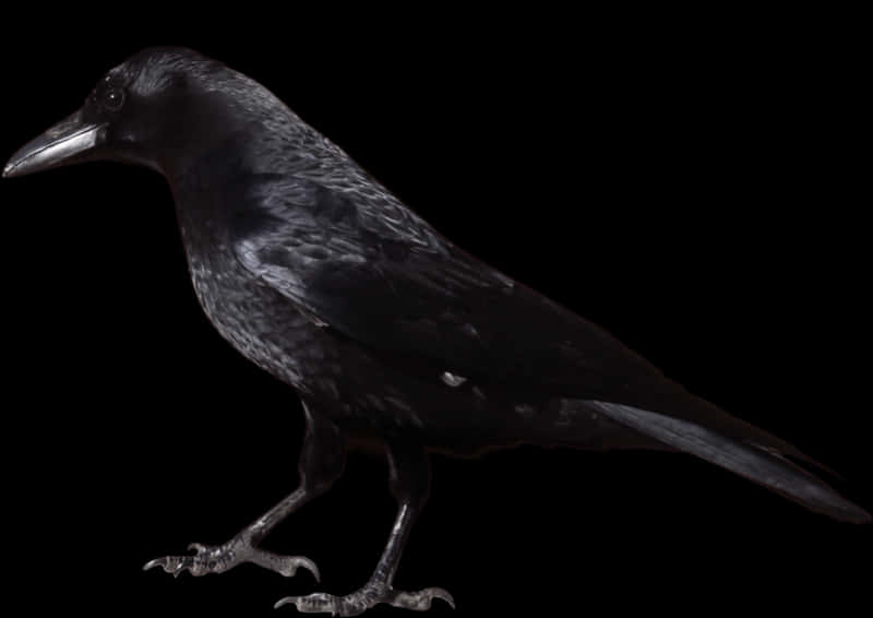 Black Crow Dark Background