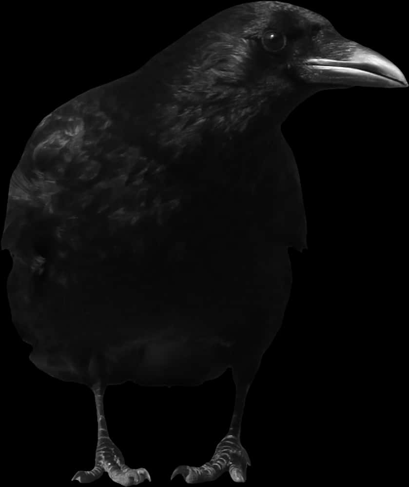 Black Crow Portraiton Dark Background