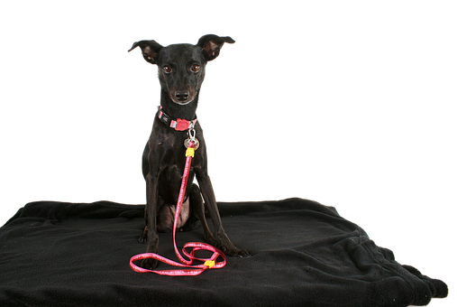 Black Dog Pink Leash Portrait