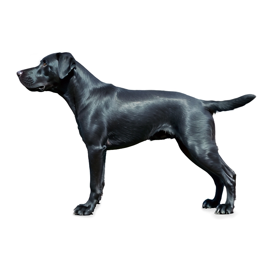 Black Dog Png 04292024