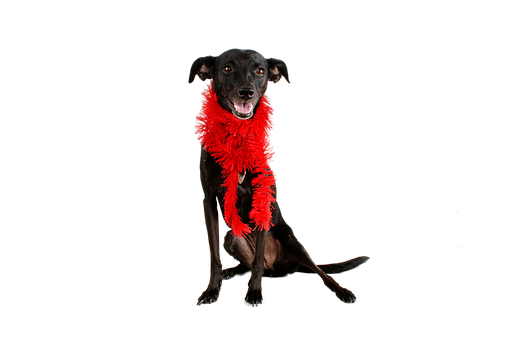 Black Dog Red Boa Black Background.jpg