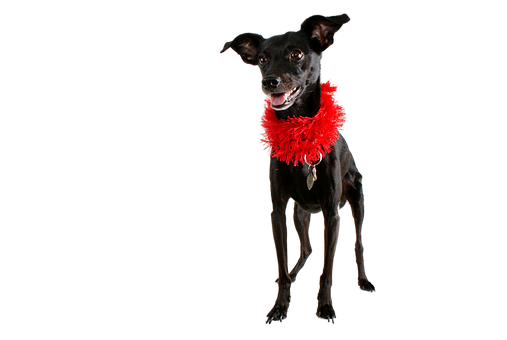 Black Dog Red Boa Black Background.jpg