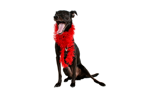 Black Dog Red Feather Boa Yawning