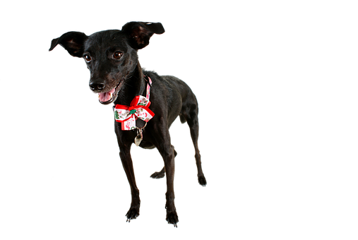 Black Dog With Holiday Bow Tie