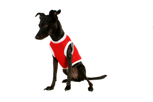 Black Dogin Red Veston Black Background.jpg