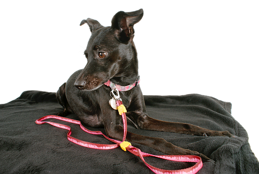 Black Dogwith Pink Leashon Black Background.jpg