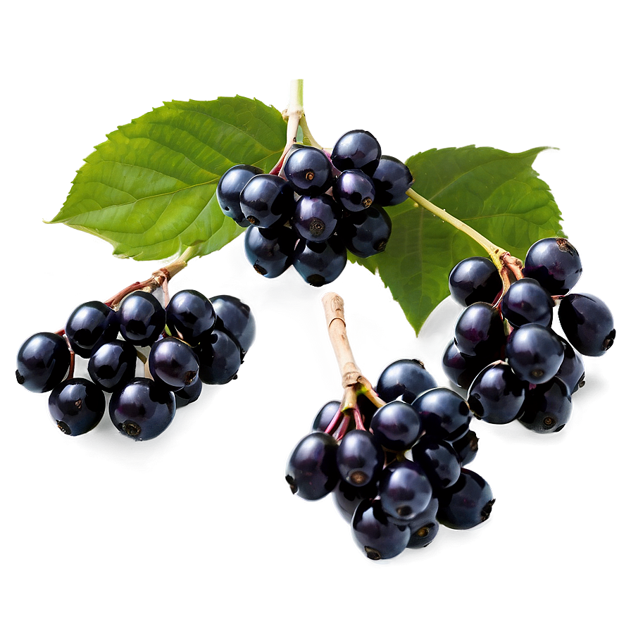 Black Elderberry Png Abq1