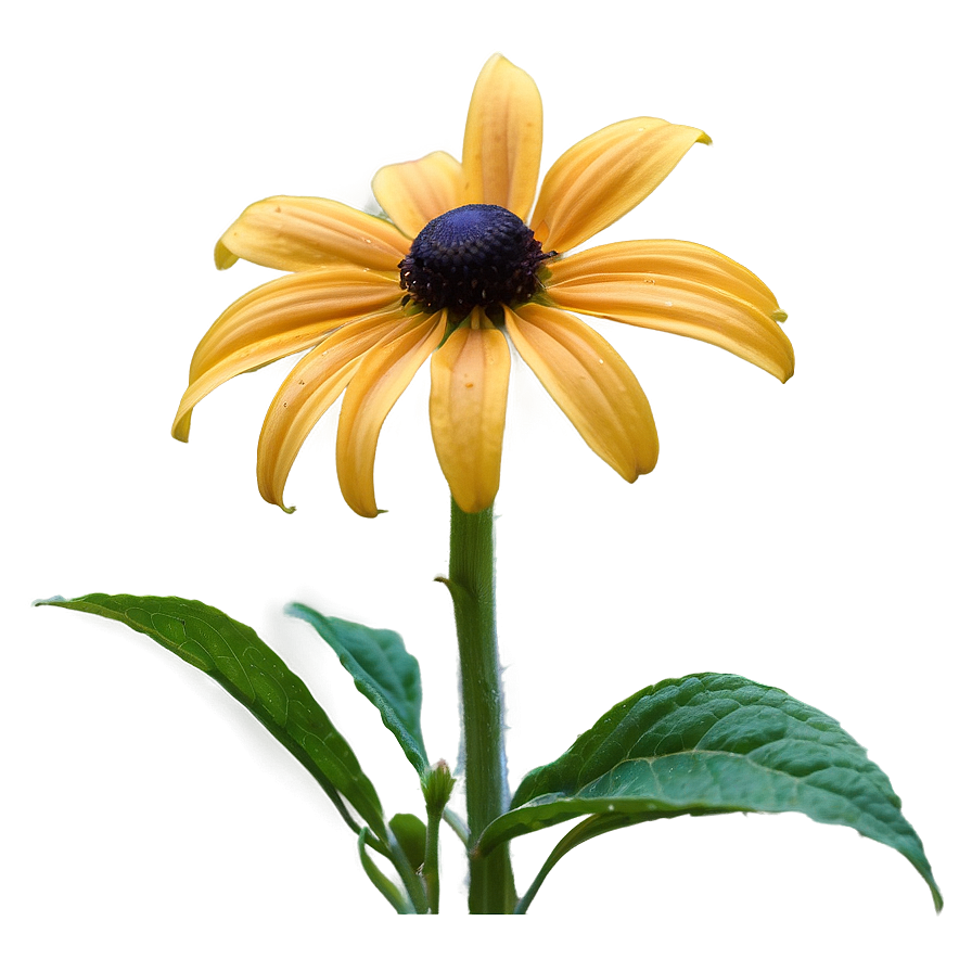 Black Eyed Susan In Full Bloom Png 24