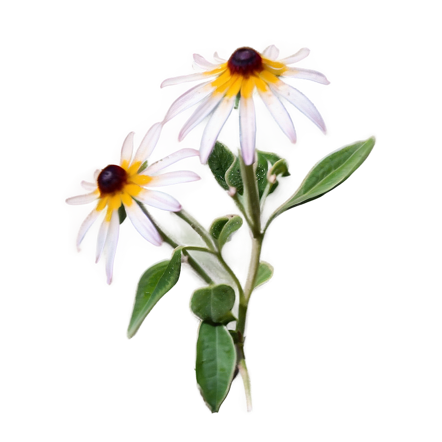 Black Eyed Susan In The Wild Png Utq